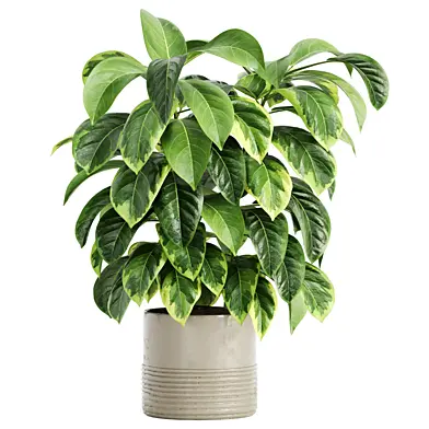 Indoor Plant Set 049