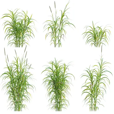 Pennisetum purpureum - Elephant grass