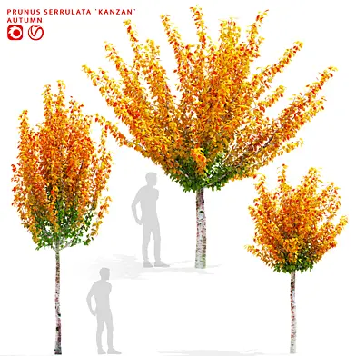 Сакура вишня осень | Prunus sertulata Kanzan