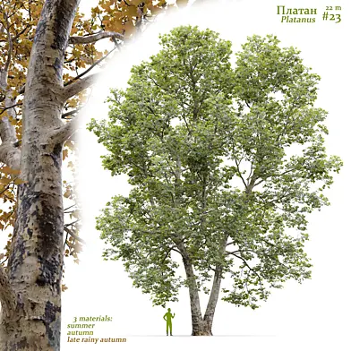 Платан / Sycamore / Platanus #23