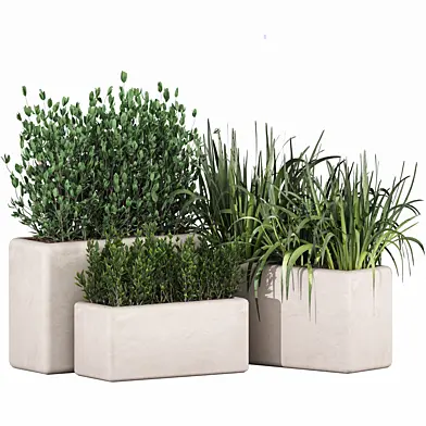 Indoor green plants in box