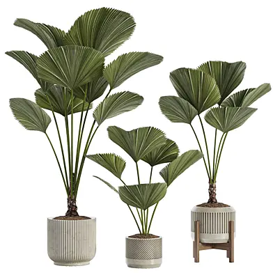 Indoor Plant 04