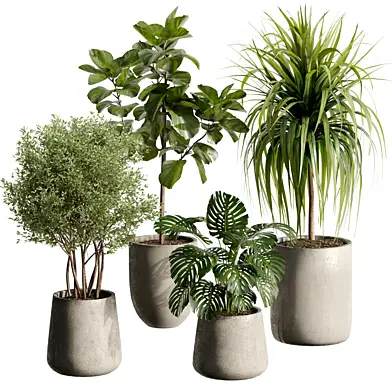 Indoor Plant 24