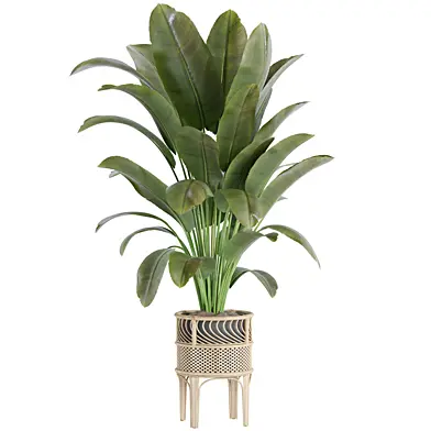 indoor plant Set 127