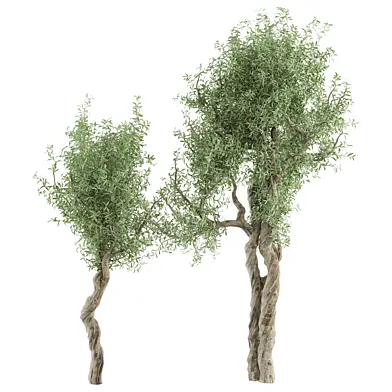 tree vol 24
