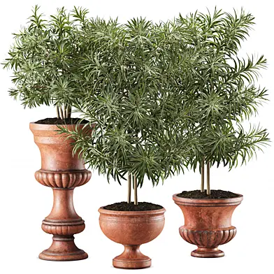 Dracaena Reflexa Plant On Pot