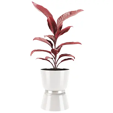 Plant 011
