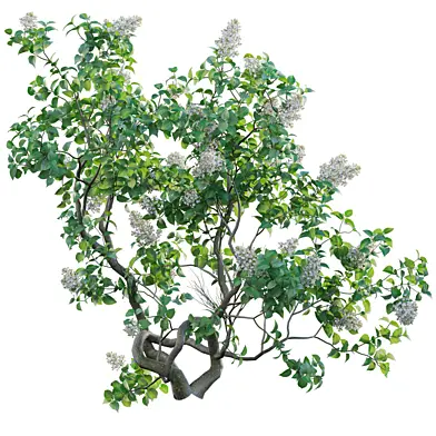 Syringa vulgaris - Common Lilac 02