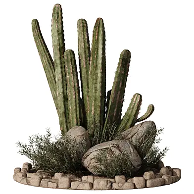 Outdoor Plants 13 - Cactus