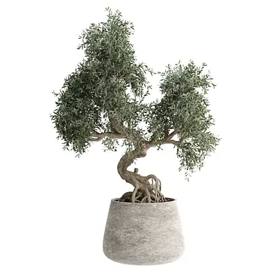 indoor Plant 573