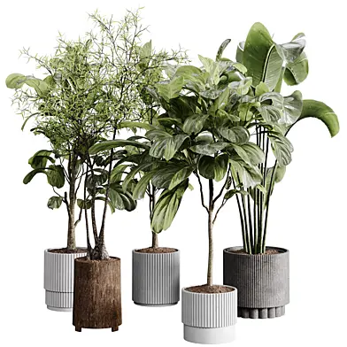 indoor plants 110 - plant collections in pot