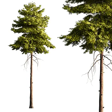 Pine tree TA 11