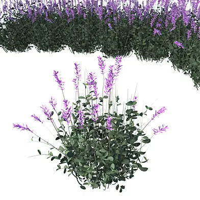 Lavender Flower