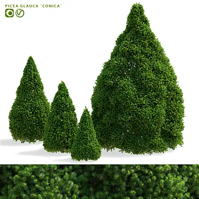 Ель канадская Коника | Picea glauca Conica