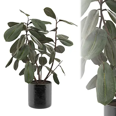 Ficus Plant Set-02