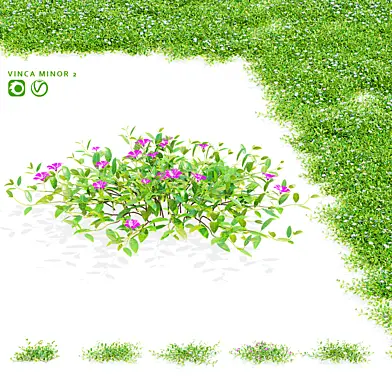 Барвинок малый кусты | Vinca minor 2