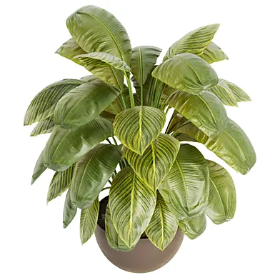 Indoor Plant Set 090