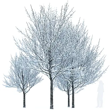 Snow ash trees young