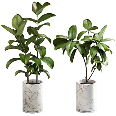 Ficus set 01