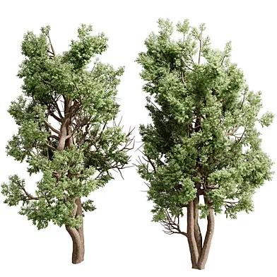 Broadleaf Tree Set 07