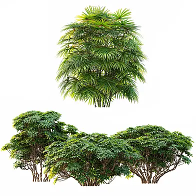 AV 9 different bush Edgeworthia Chrysantha Grandiflora and Rhapis Excelsa Bush