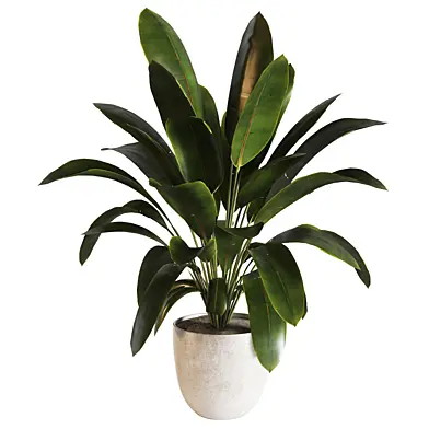 indoor plant 08