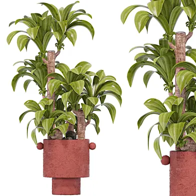Indoor Plant Set 15