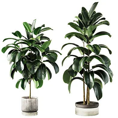 Ficus elastica Plant 2