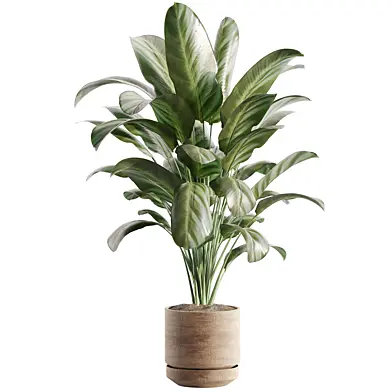 indoor plant Set 130