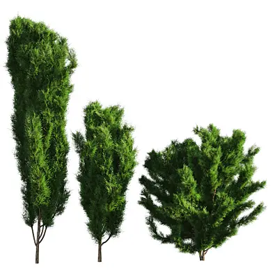 bush outdoor grass 089