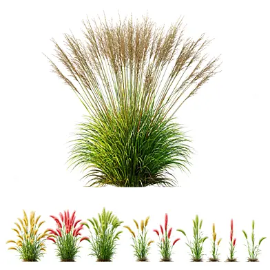 AV 11 different Grasses