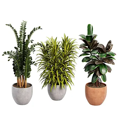 Indoor Plant 08