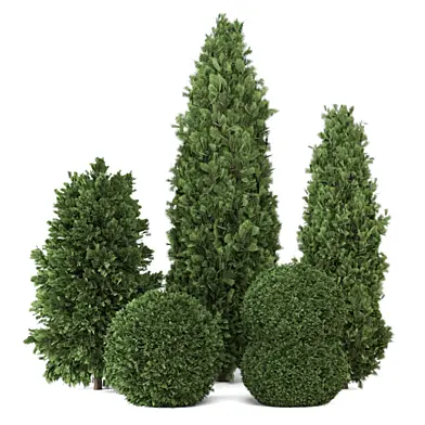 Outdoor Pine Tree Plants Bush_Set 2872