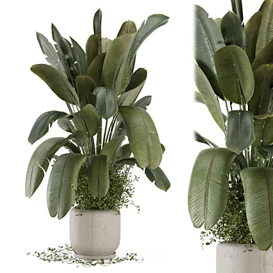 Indoor Plants in Gray Concrete Pot_Set 2909