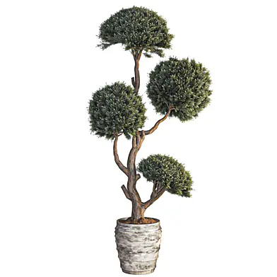 Indoor Topiary Ball Tree 019