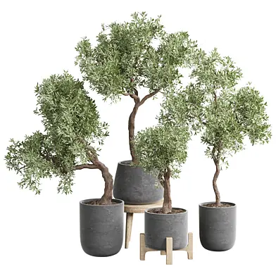 indoor Plant 597