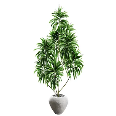 indoor Plant collection 1031