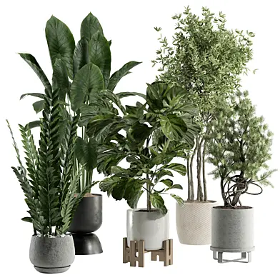 indoor plant 520