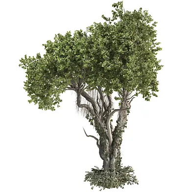 Jungle Tree and ivy plants 400