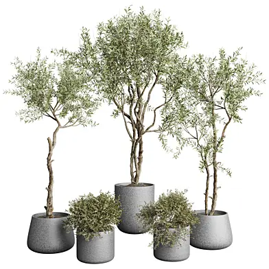 indoor Plant 616