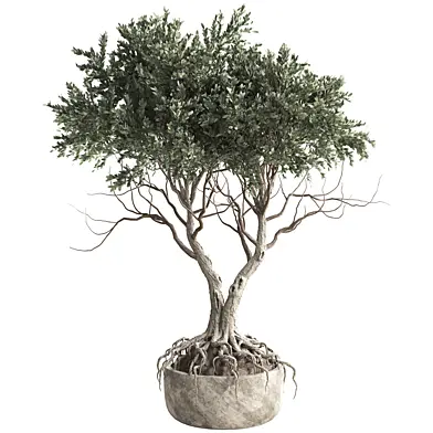 Indoor Olive Tree in Pot 406