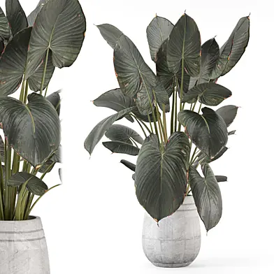 Indoor Plant in Minimal Gray Pot 3032