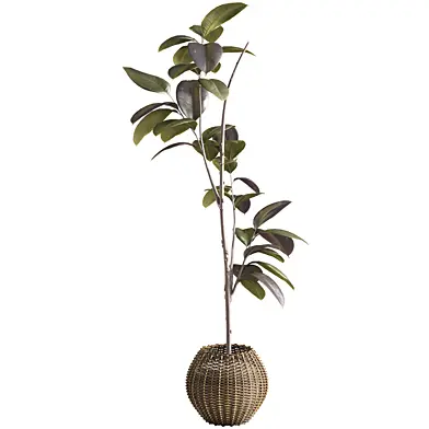 Bonsai Jungle Ficus Rubber Tree 408