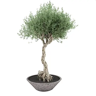 plant04
