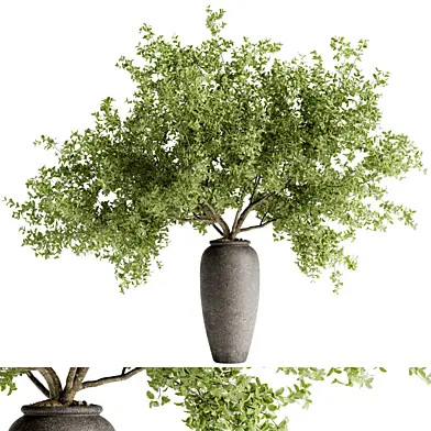 Indoor Bonsai Plants 105