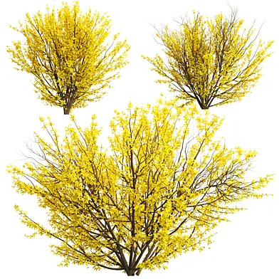 Forsythia Shrub Collection Vol 295-Vray