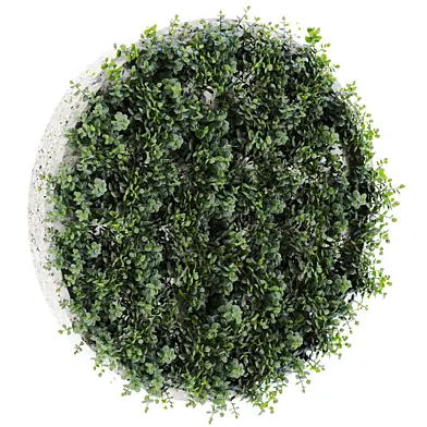 Plants Set 2016