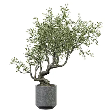 indoor Plant 629
