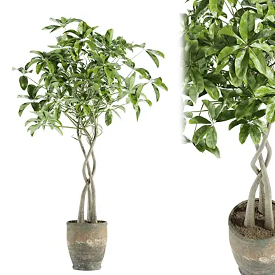 set54 indoor plant