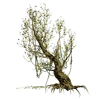 Old Tree 01